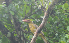 Oriolus flavocinctus