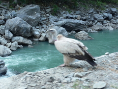 Gyps himalayensis