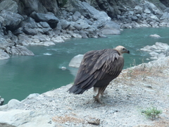 Gyps himalayensis