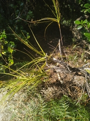 Dracophyllum longifolium