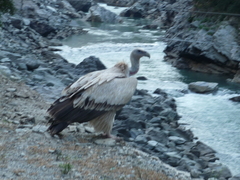 Gyps himalayensis