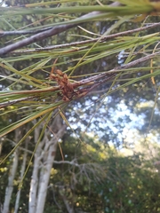 Dracophyllum longifolium
