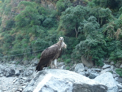 Gyps himalayensis