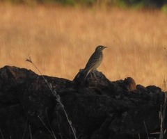 Anthus godlewskii