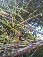 Dracophyllum longifolium