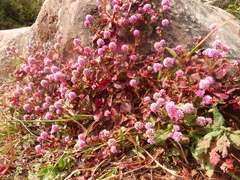 Persicaria capitata