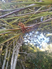 Dracophyllum longifolium