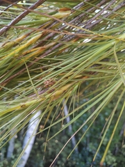 Dracophyllum longifolium