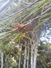 Dracophyllum longifolium