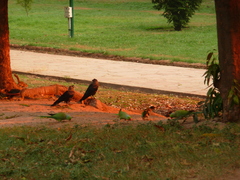 Psittacula krameri
