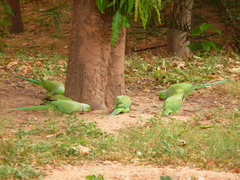 Psittacula krameri