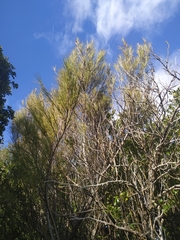 Dracophyllum longifolium