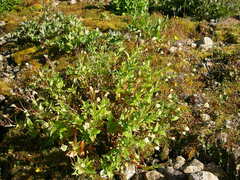 Epilobium luteum