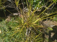 Dracophyllum longifolium