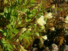 Epilobium luteum