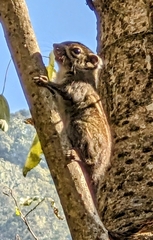 Tamiops maritimus formosanus