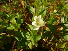 Epilobium luteum