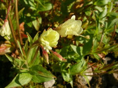 Epilobium luteum
