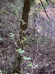Ribes sanguineum glutinosum