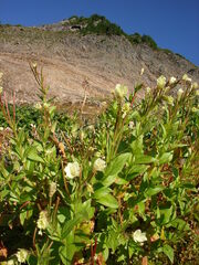 Epilobium luteum