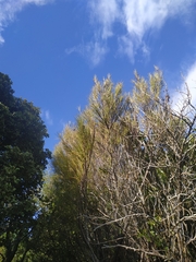 Dracophyllum longifolium