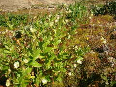 Epilobium luteum