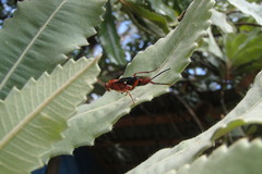 Lissopimpla