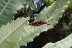 Lissopimpla