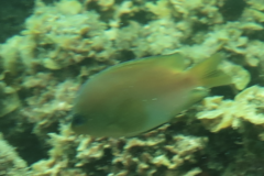 Pomacentrus amboinensis