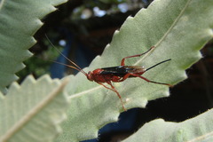 Lissopimpla