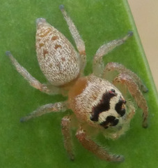 Opisthoncus nigrofemoratus