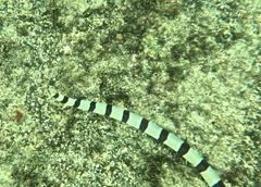 Myrichthys colubrinus