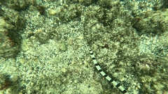 Myrichthys colubrinus