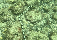 Myrichthys colubrinus