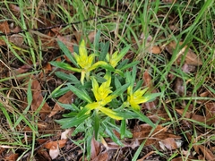 Puccinia monoica