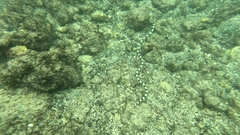 Myrichthys colubrinus