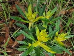 Puccinia monoica