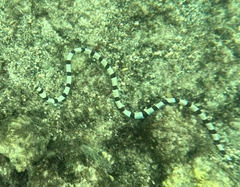 Myrichthys colubrinus