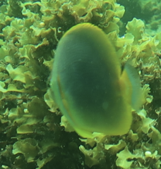 Chaetodon aureofasciatus