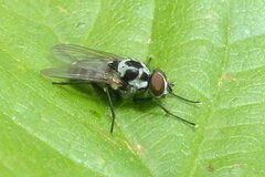 Anthomyia procellaris