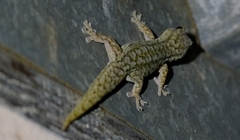Gehyra variegata