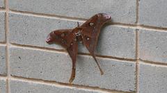 Coscinocera hercules