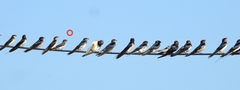 Petrochelidon fluvicola