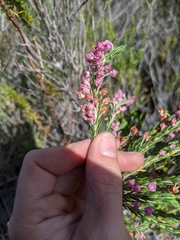 Erica irregularis