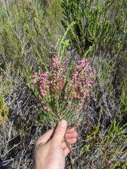 Erica irregularis