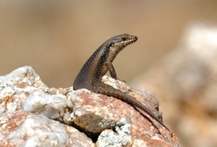 Egernia striolata