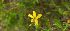 Crocanthemum aldersonii