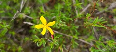 Crocanthemum aldersonii