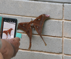Coscinocera hercules