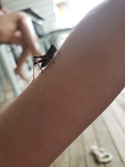 Phaulacridium vittatum